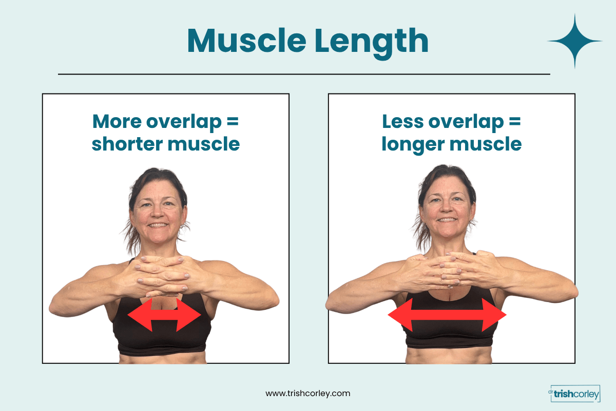 Dr. Trish Corley interlacing her fingers to show how muscles lengthen when overlapping strands slide apart