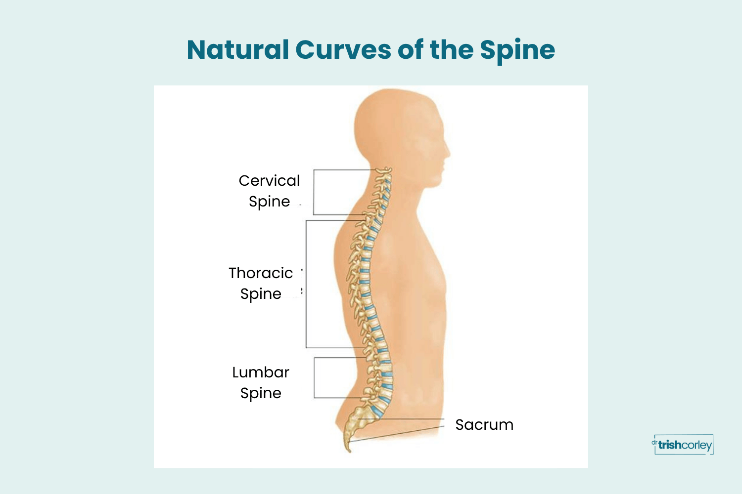 Anatomy graphic showing the three natural curves of the spine relevant to downward dog alignment
