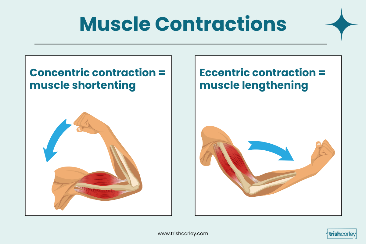 Biceps shortening as the elbow bends and lengthening as it straightens, showing how muscles lengthen and shorten