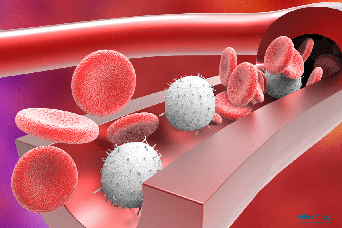 Immune cells traveling through a blood vessel during the yoga injury inflammation phase