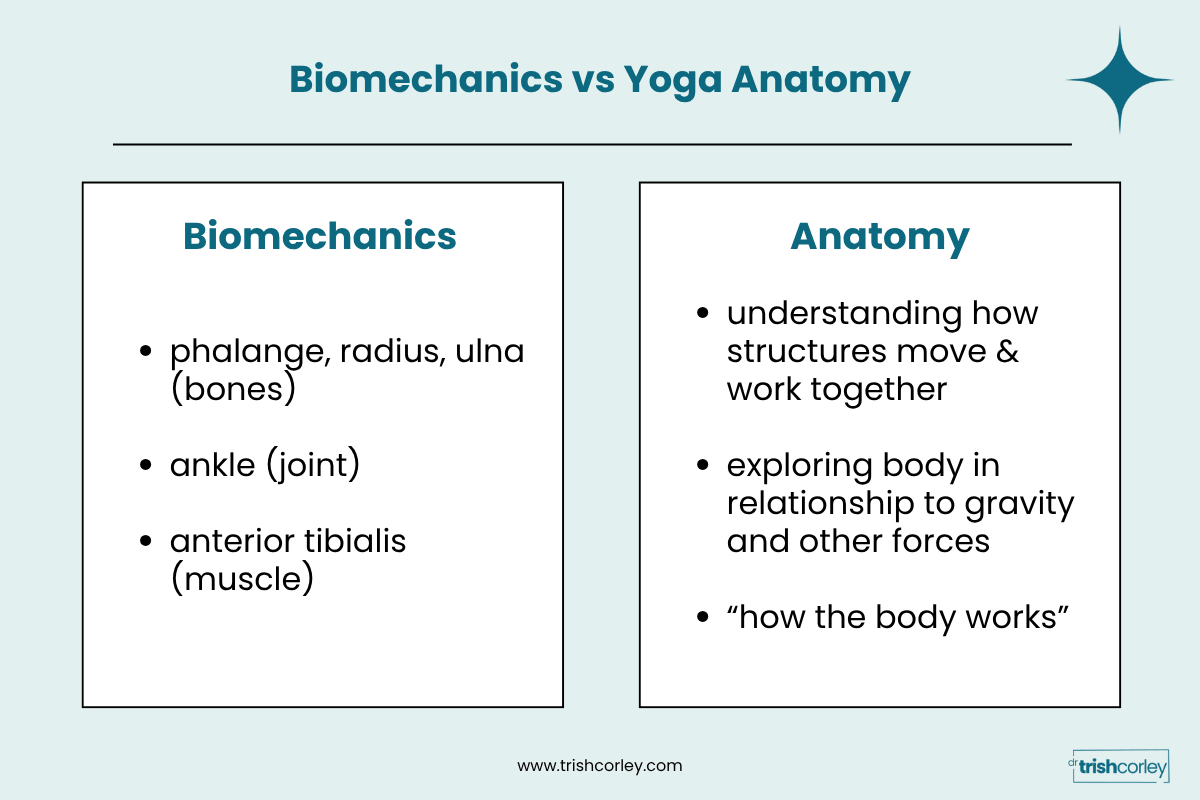 Graphic comparing anatomy, naming structures, to biomechanics, understanding how they work together for yoga teachers