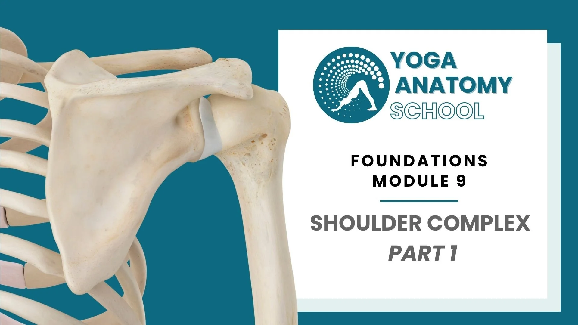 Yoga Anatomy Muscles & Joints - 10 sec video (9).jpg