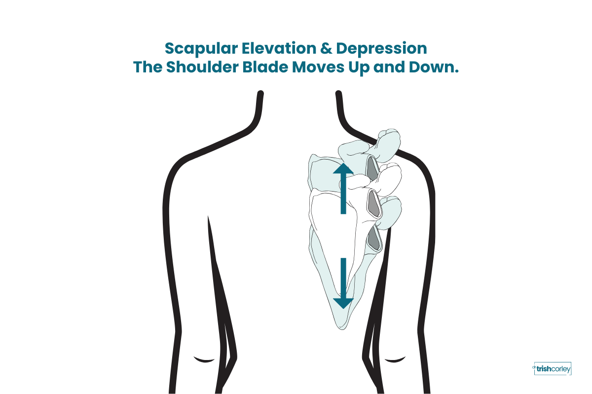 Anatomy diagram showing shoulder blade elevation and depression as up and down sliding movements