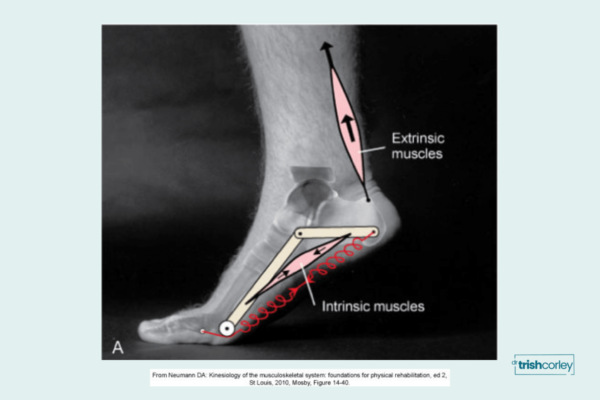 Diagram showing intrinsic and extrinsic muscles of the foot relevant to arch support in yoga