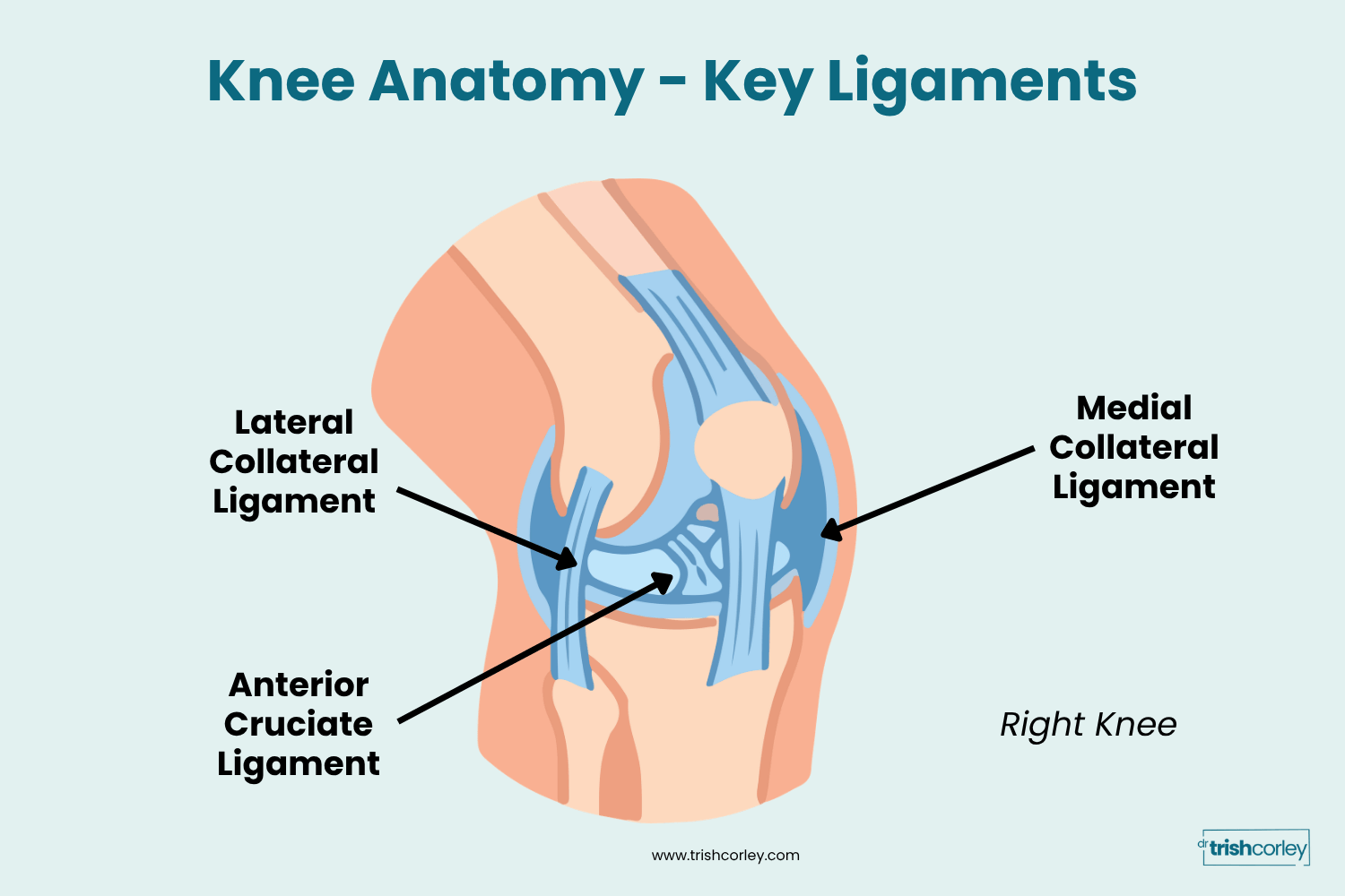Anatomy diagram of the knee highlighting the lateral collateral ligament location relevant to knee pain in yoga