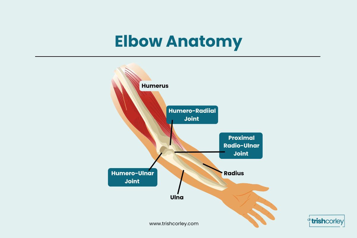Anatomy diagram of the elbow joint showing its three main components relevant to chaturanga alignment