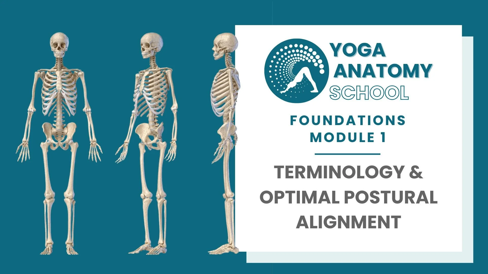 Yoga Anatomy Muscles & Joints - 10 sec video.jpg