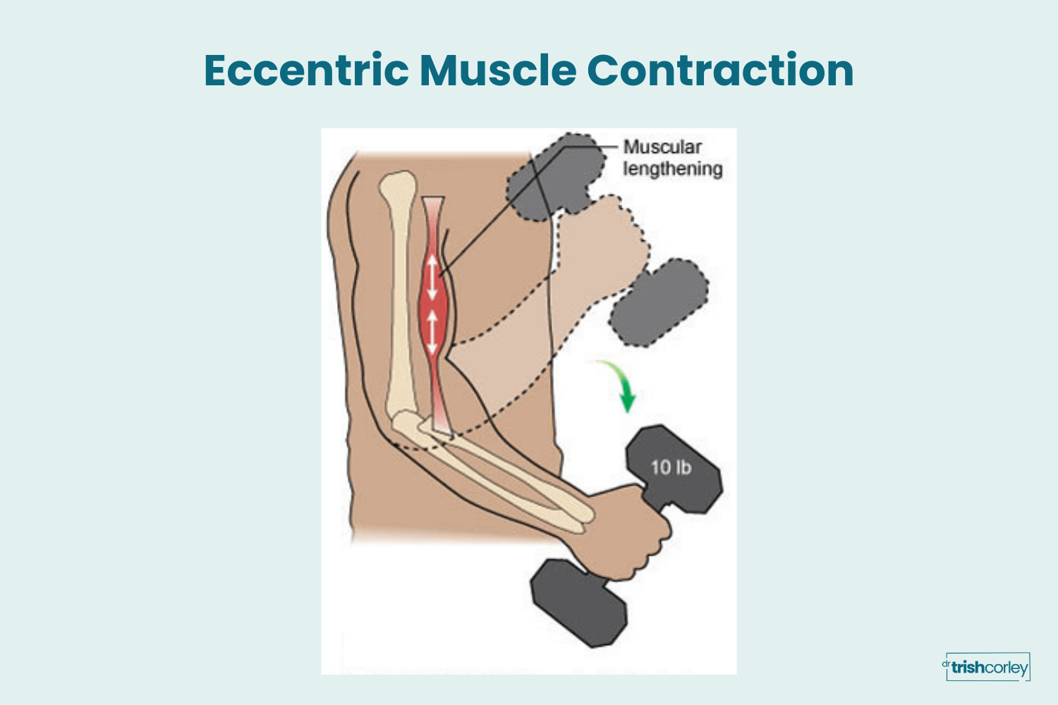 Eccentric muscle contraction showing biceps lengthening with control