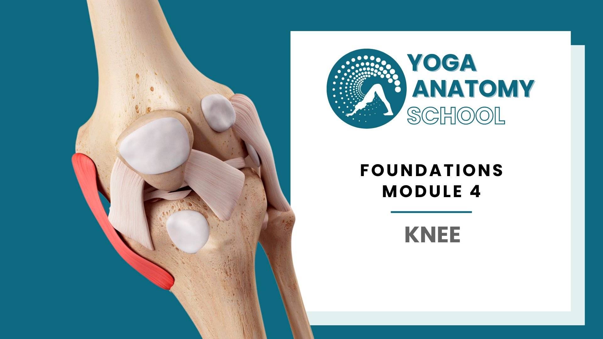 Yoga Anatomy Muscles & Joints - 10 sec video (4).jpg