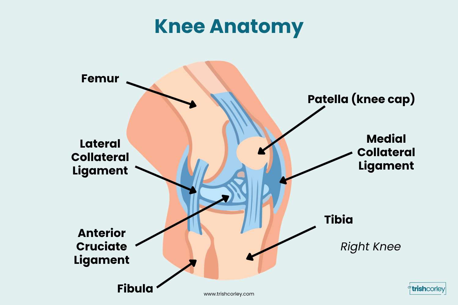 Anatomy diagram of the knee joint showing femur, tibia, patella, lateral collateral ligament and medial collateral ligament