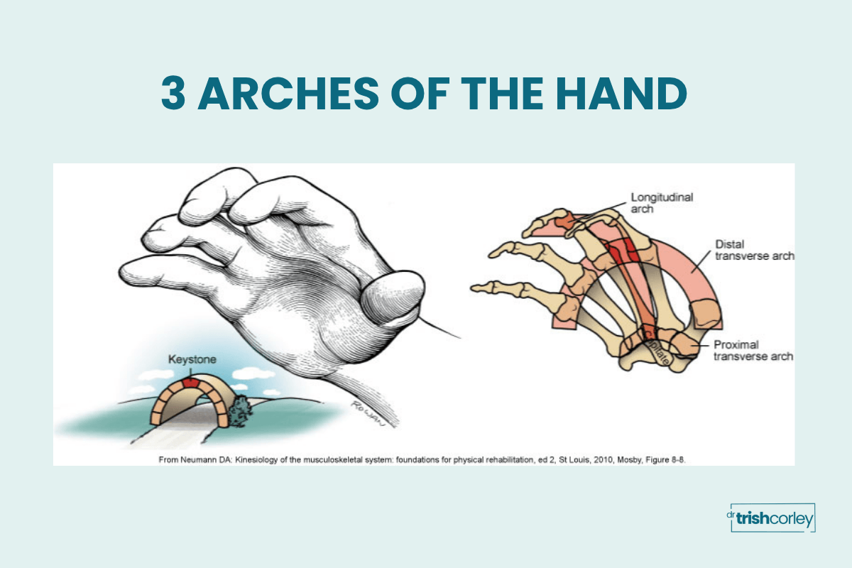 Anatomical diagram showing the three arches of the hand for wrist pain prevention in yoga