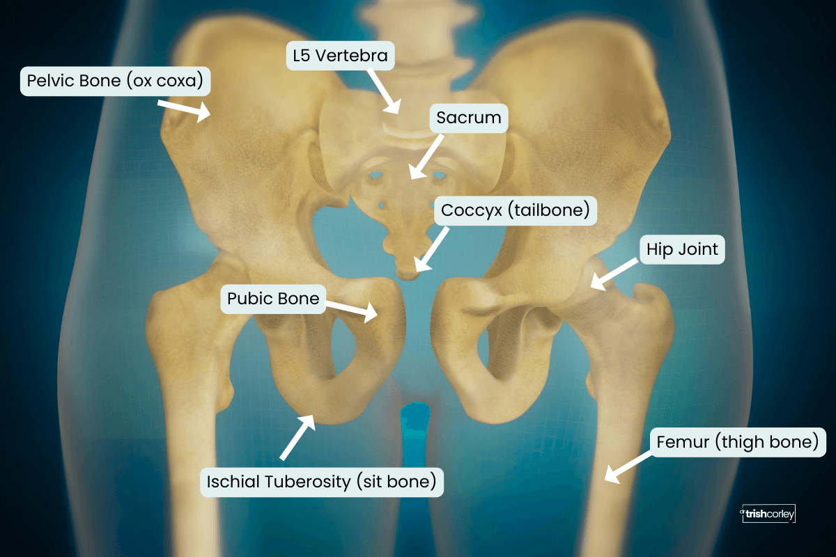 Pelvis anatomy for finding neutral pelvis in yoga showing pelvic bones, sacrum, coccyx, hip joint, and sit bones