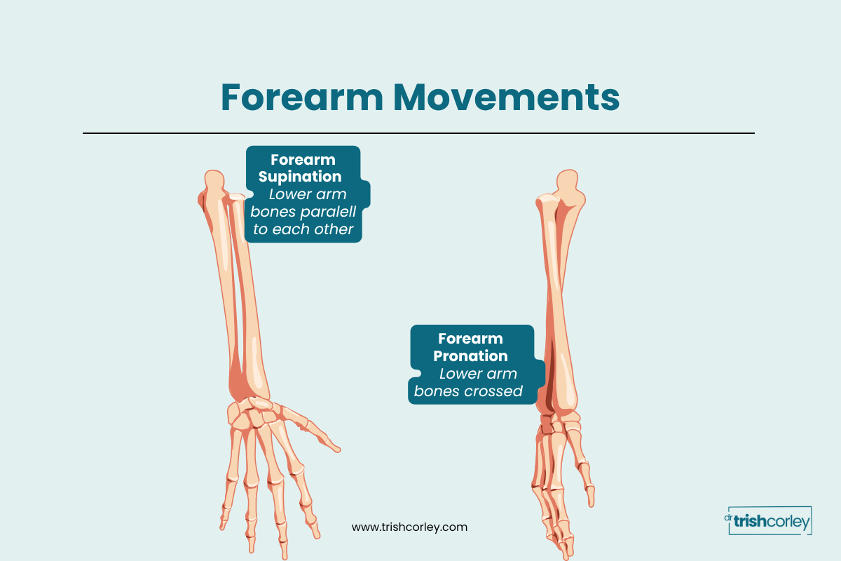 Diagram showing forearm pronation and supination and their limited role in elbow position during chaturanga