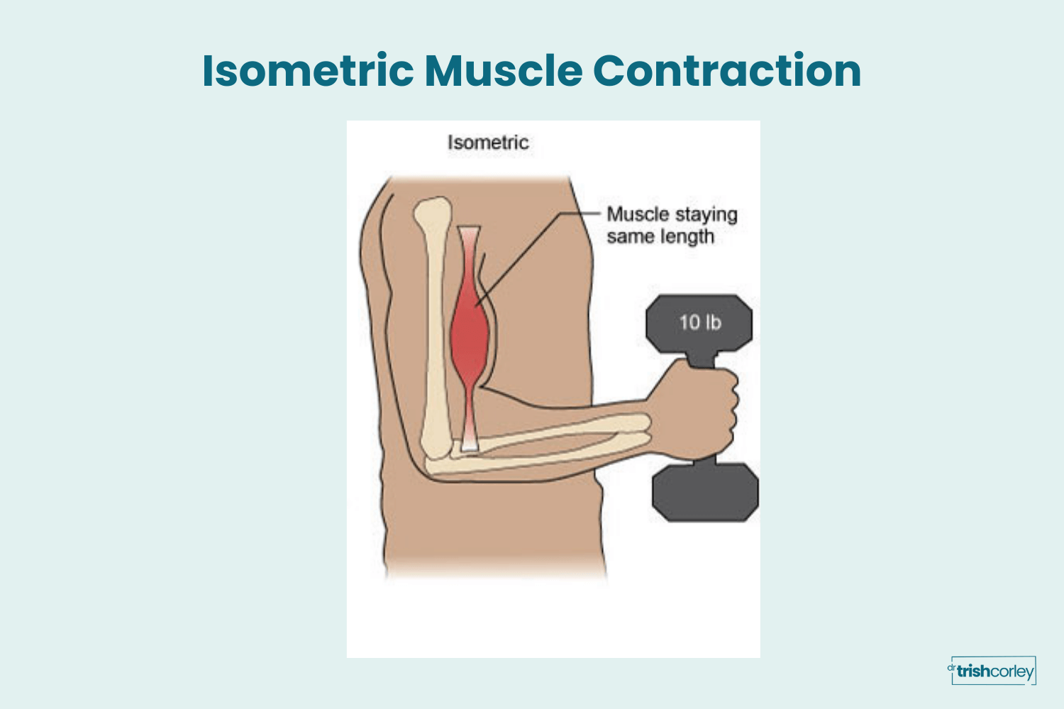 Isometric muscle contraction showing no movement of biceps