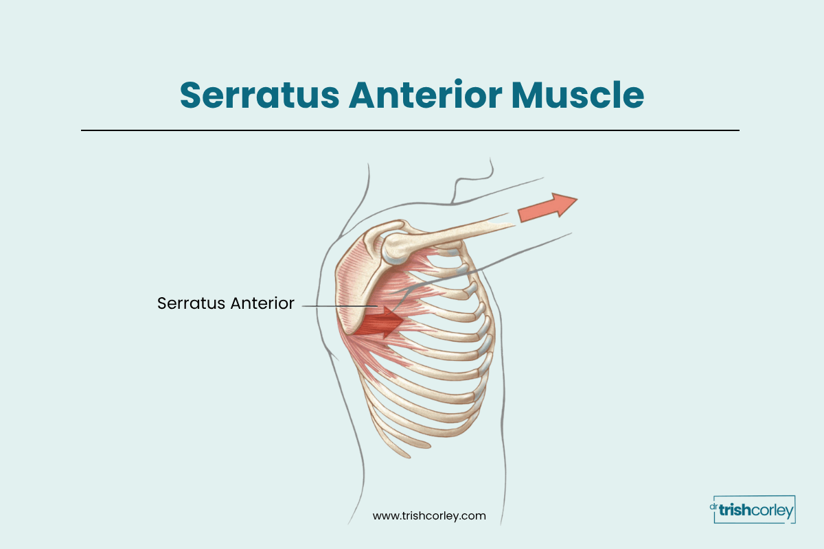 Anatomy graphic showing the serratus anterior muscle and its attachment points on the ribs and shoulder blade