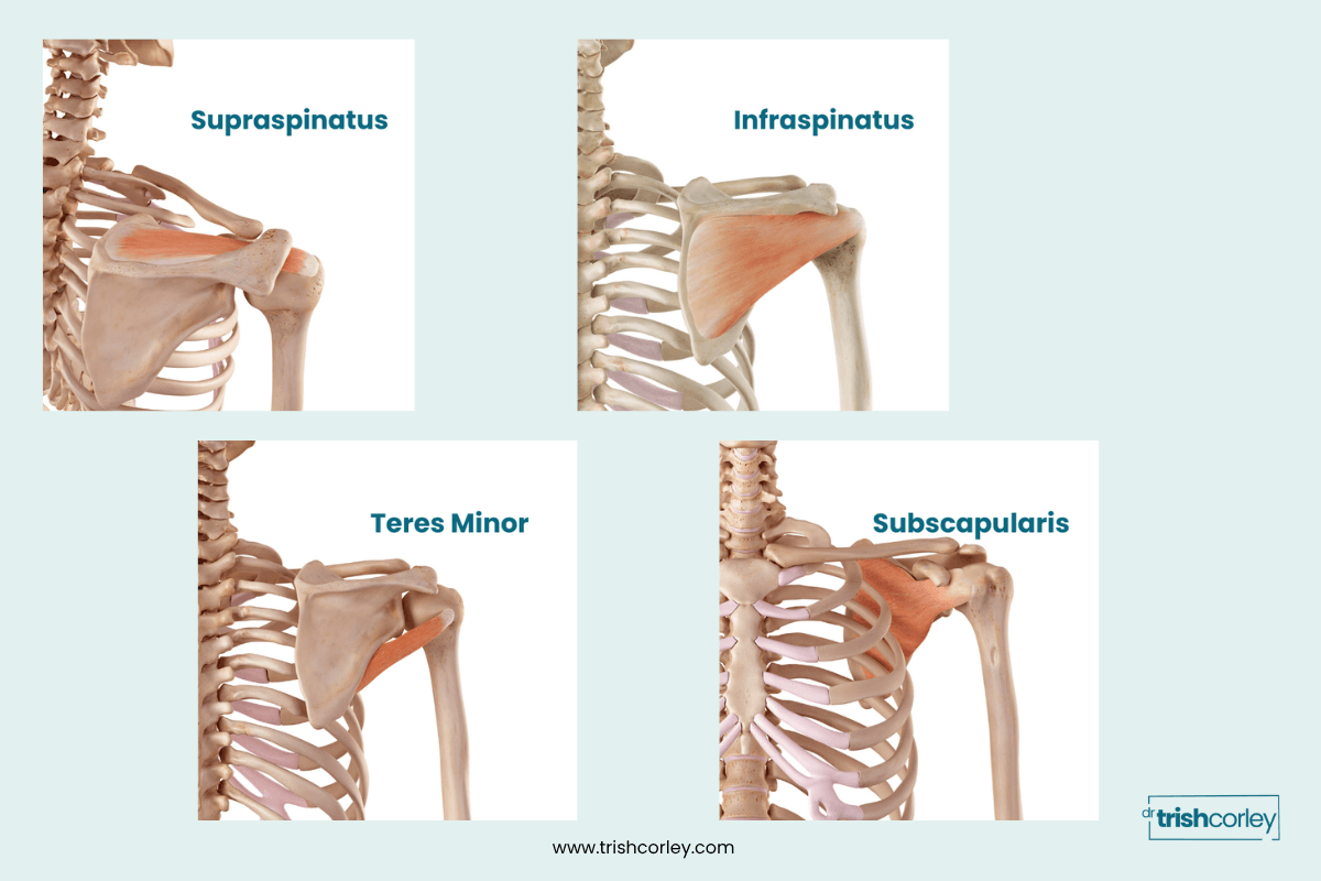 Anatomy diagram showing the four rotator cuff muscles, supraspinatus, infraspinatus, subscapularis, and teres minor