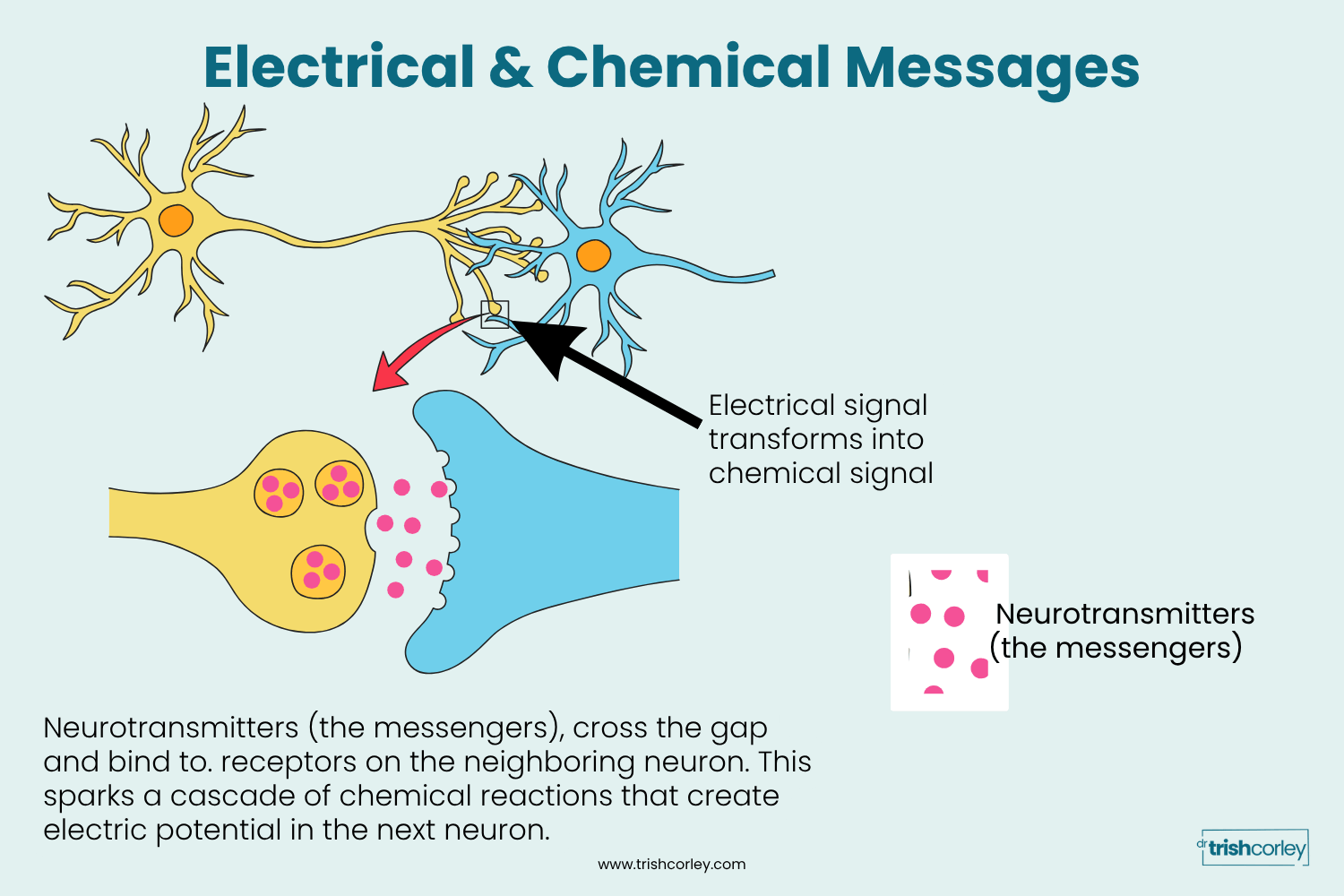 Anatomical illustration of a nerve synapse and neurotransmitter release, showing how energy transmits in yoga practice