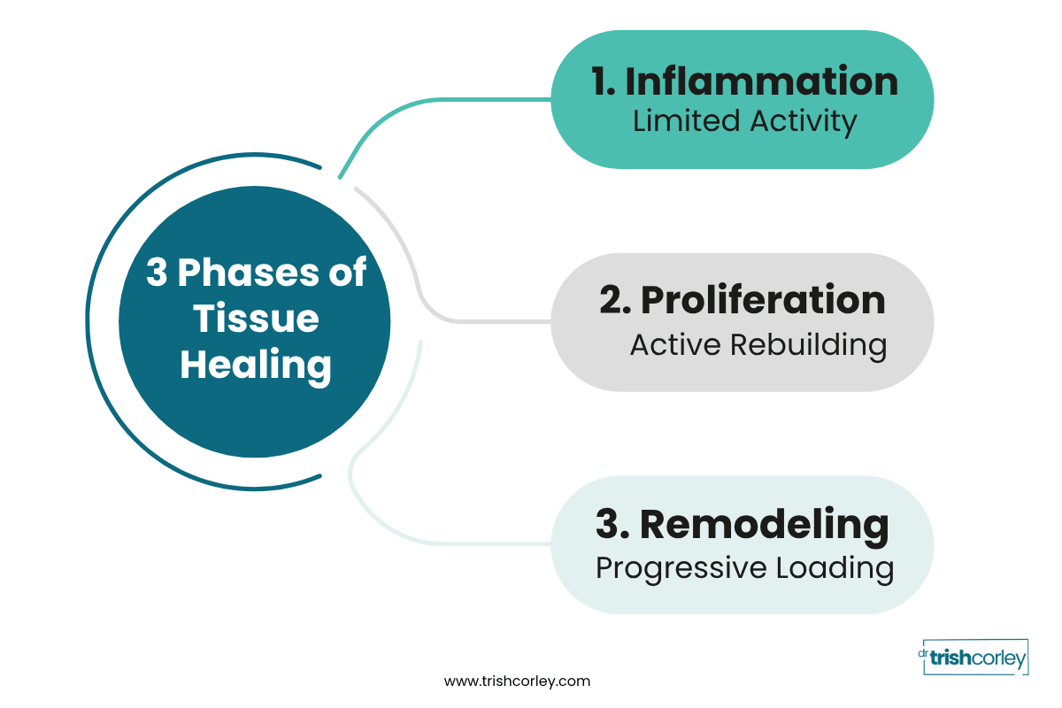 Progression graphic showing limited activity, active rebuilding, and progressive loading across the three phases of healing