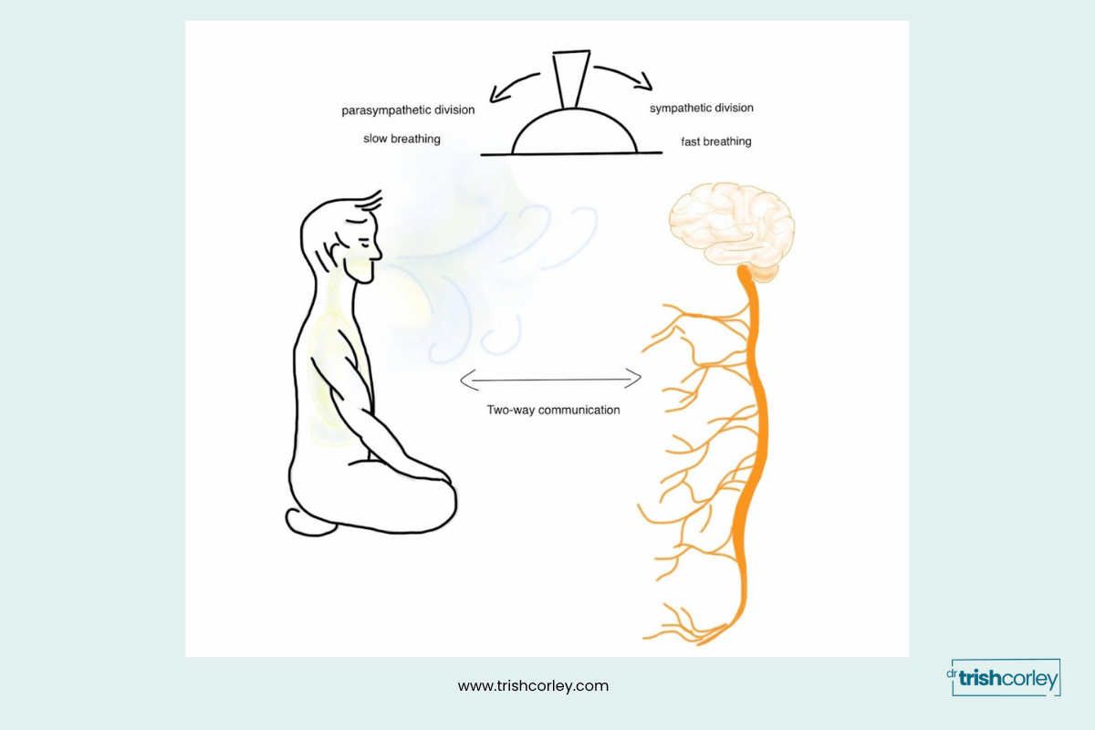 Diagram showing two-way communication between conscious breath and the parasympathetic and sympathetic nervous system