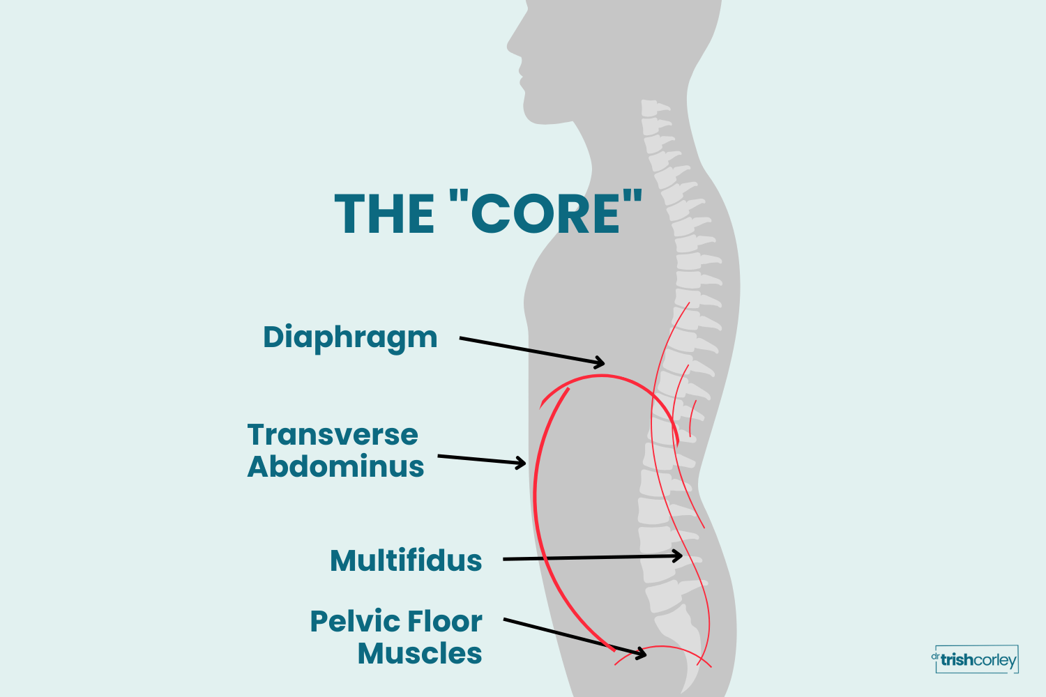 Diagram of the four core muscles: diaphragm, pelvic floor, transverse abdominis