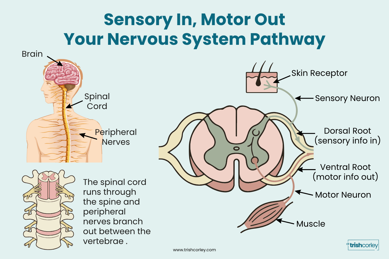 Diagram of the motor and sensory nervous system pathway in yoga, showing the brain, spinal cord, and reflex arc