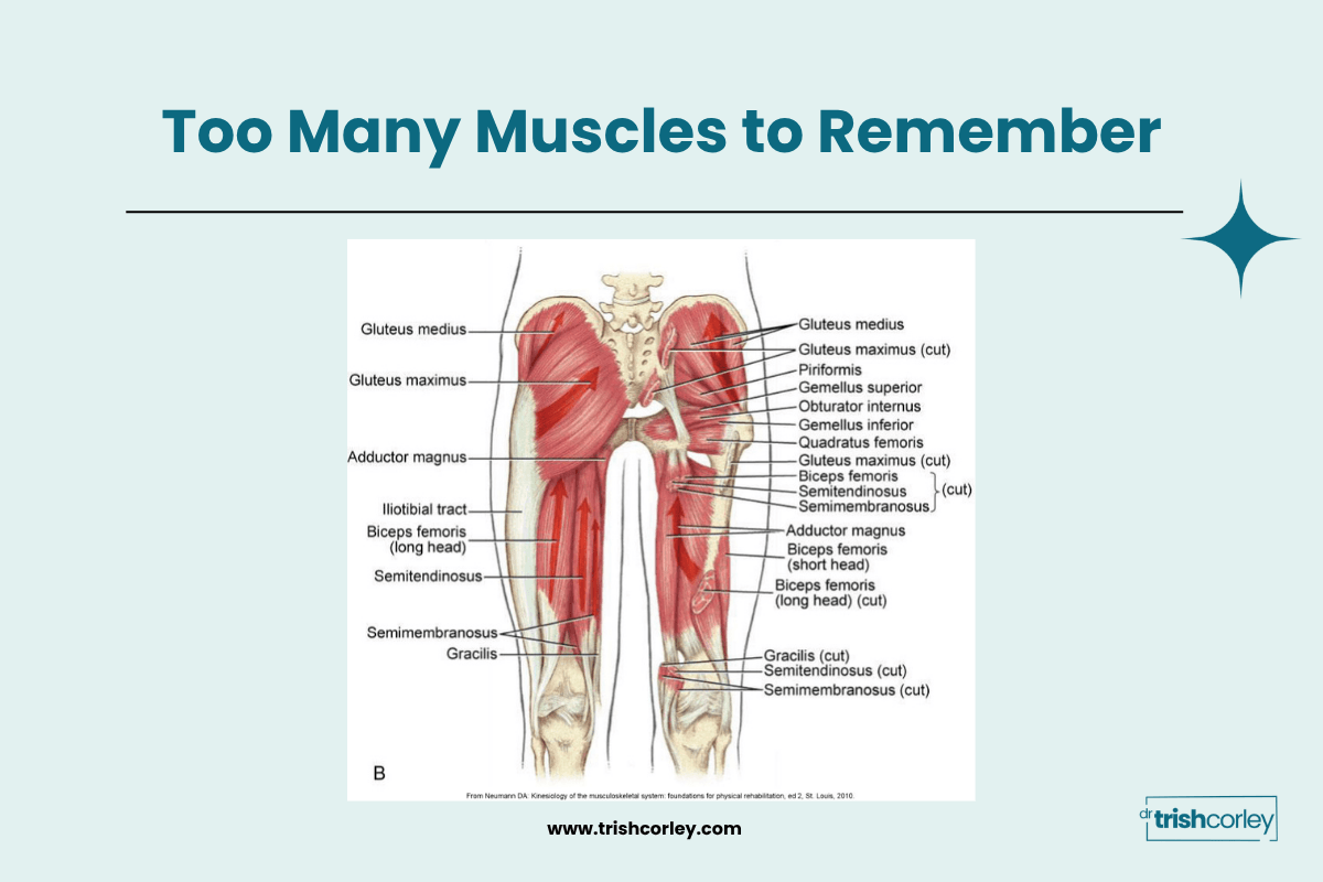 Posterior view of hip and thigh muscle anatomy showing why memorizing muscles is overwhelming for yoga teachers and students