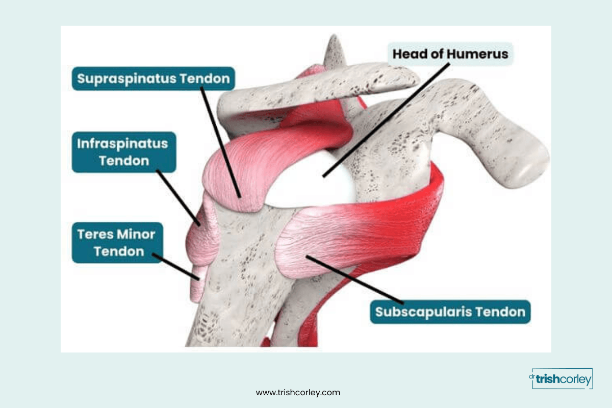 Labeled diagram showing rotator cuff tendons and their role in shoulder stability during yoga