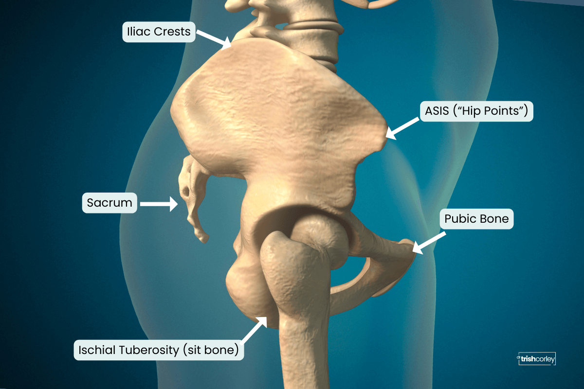 Pelvis anatomy landmarks for neutral pelvis in yoga showing iliac crests, hip points, sacrum, and pubic bone