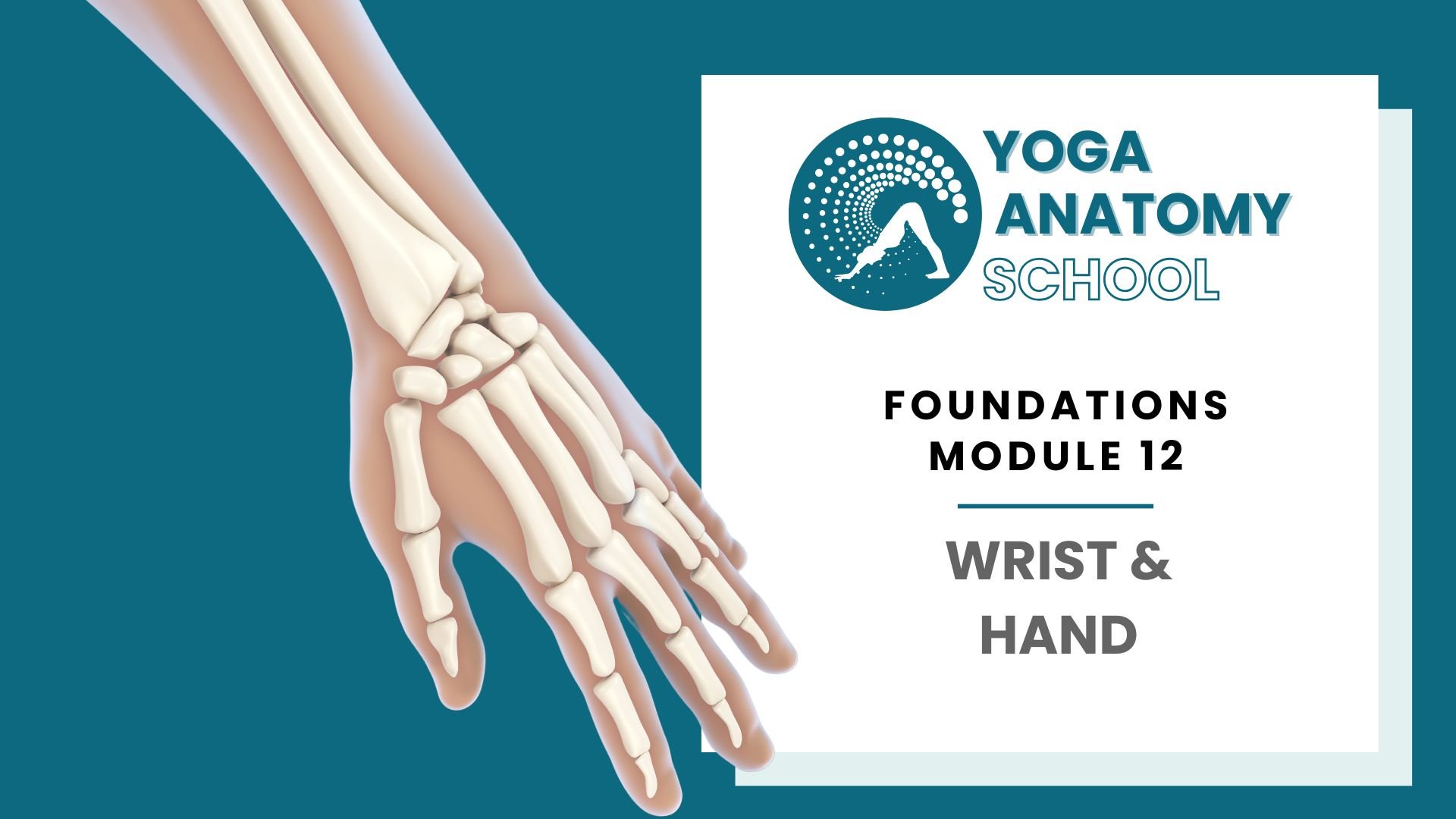 Yoga Anatomy Muscles & Joints - 10 sec video (12).jpg