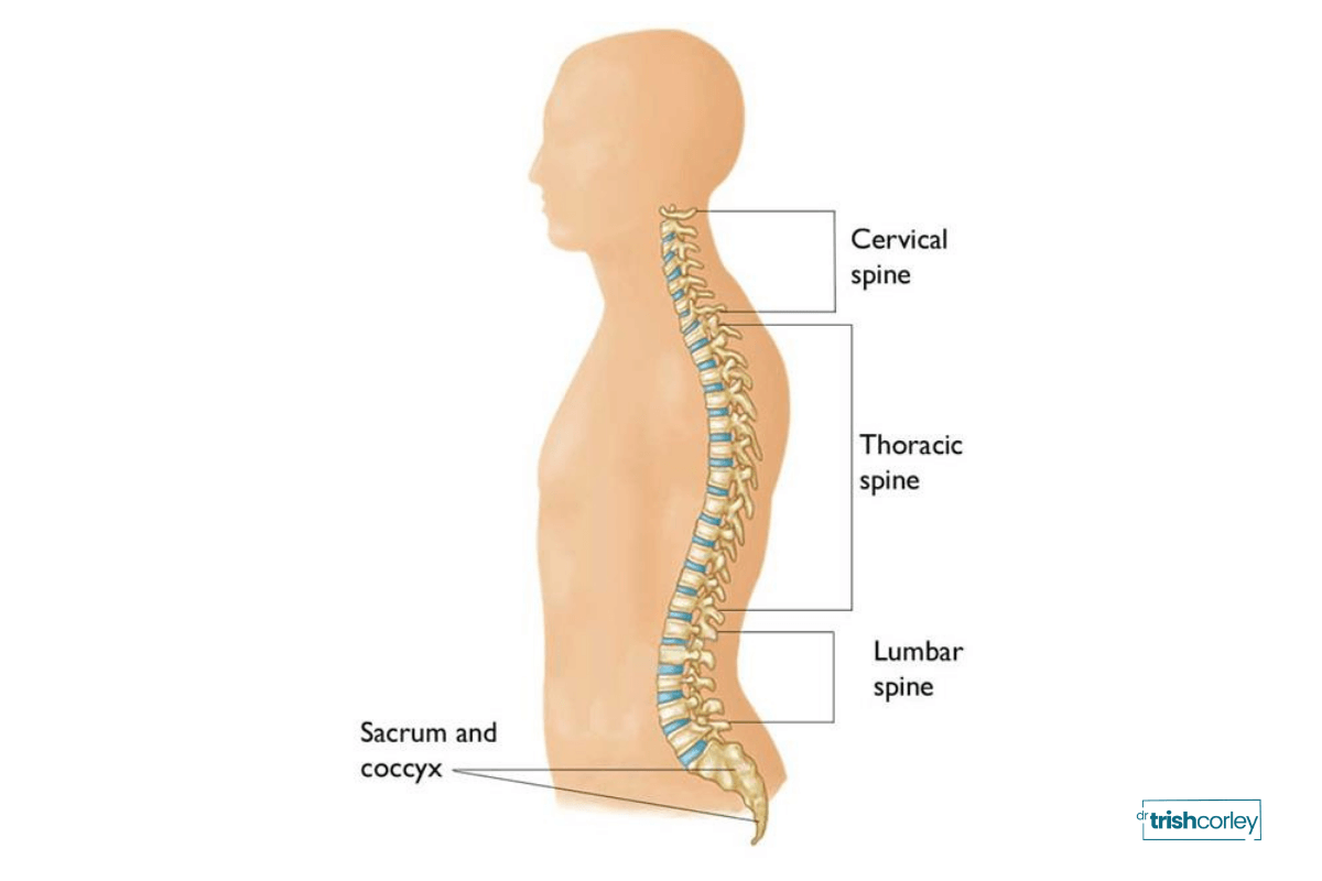 Diagram of spine regions showing cervical, thoracic, lumbar, and sacrum
