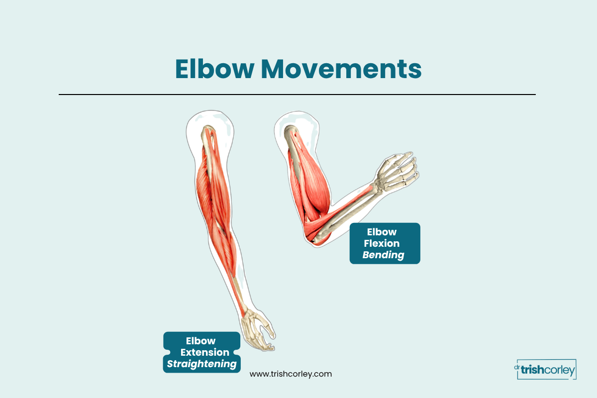 Diagram showing elbow flexion and extension movements relevant to chaturanga dandasana