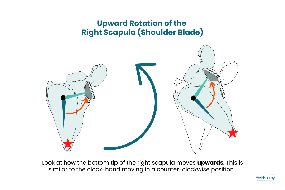 Anatomy diagram showing upward rotation of the right scapula with bottom tip moving outward
