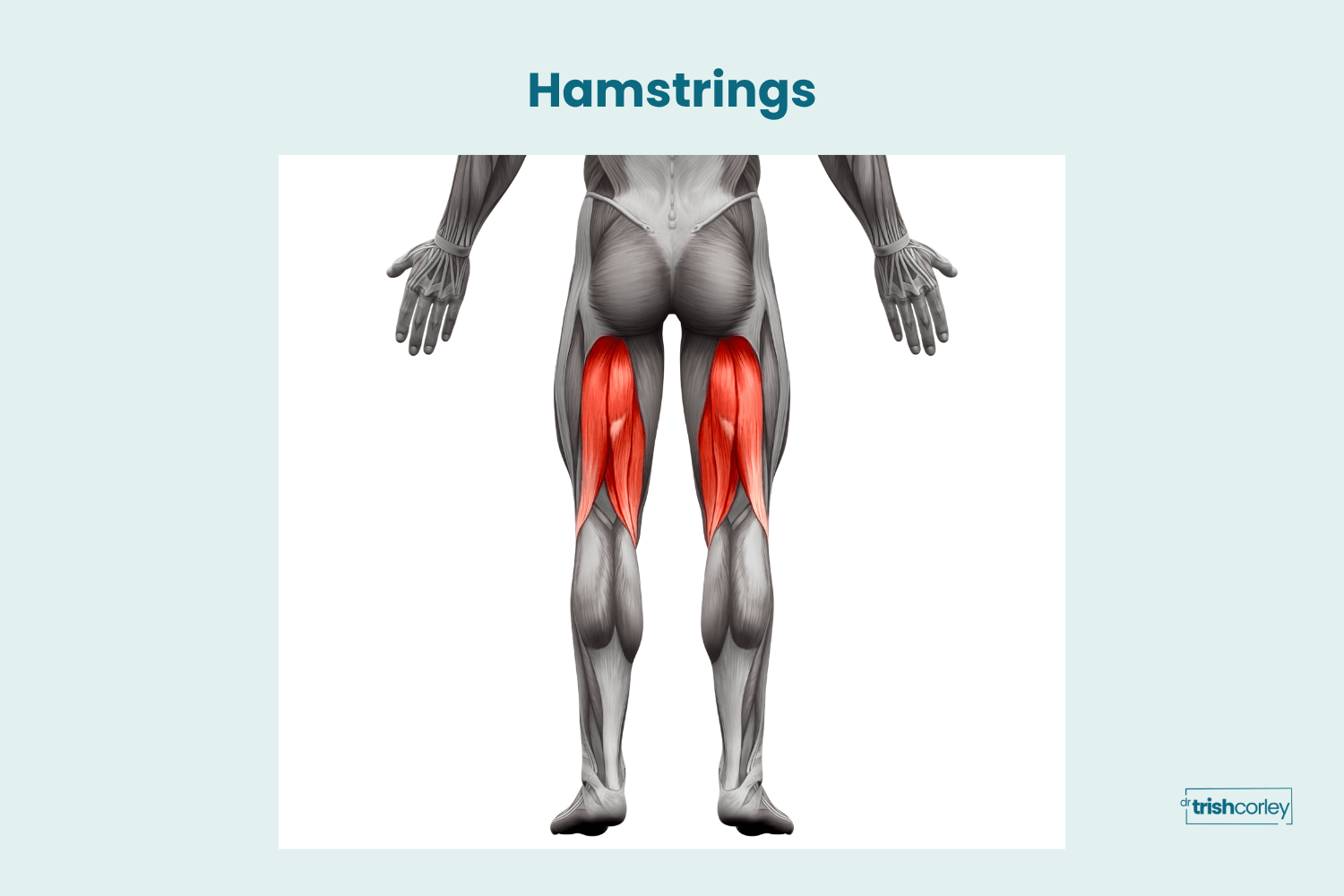 Anatomy graphic showing hamstring muscle attachments and their effect on downward facing dog alignment