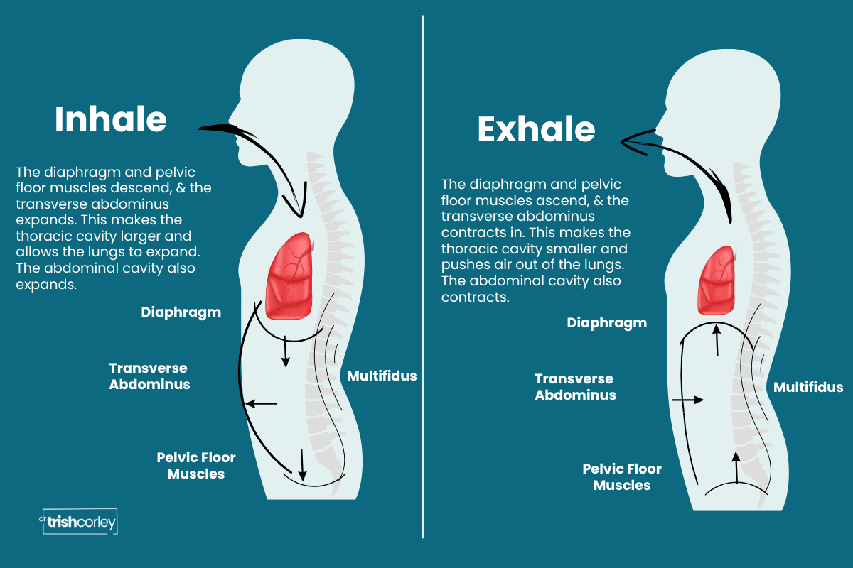 Illustration showing core pressure system engagement during inhale and exhale for breath cues in yoga