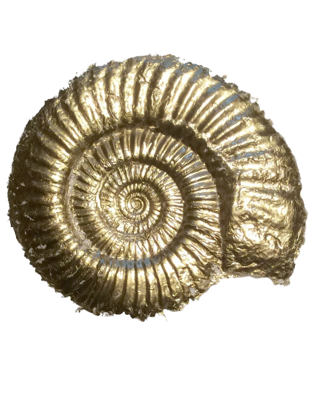 A shiny, gold-colored ammonite fossil with a spiral shell.