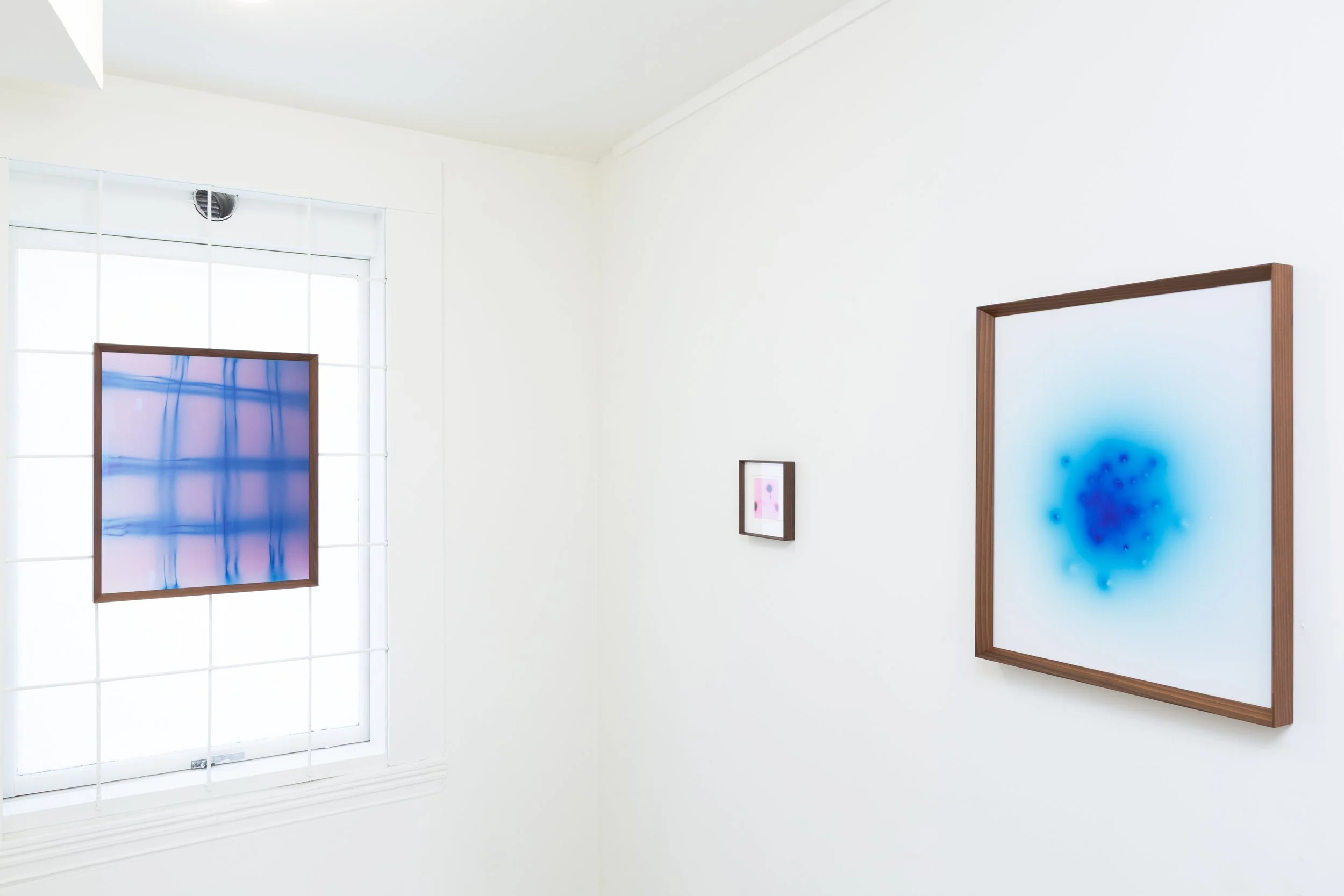 Amphiphile Chamomile_installation view 4.jpg