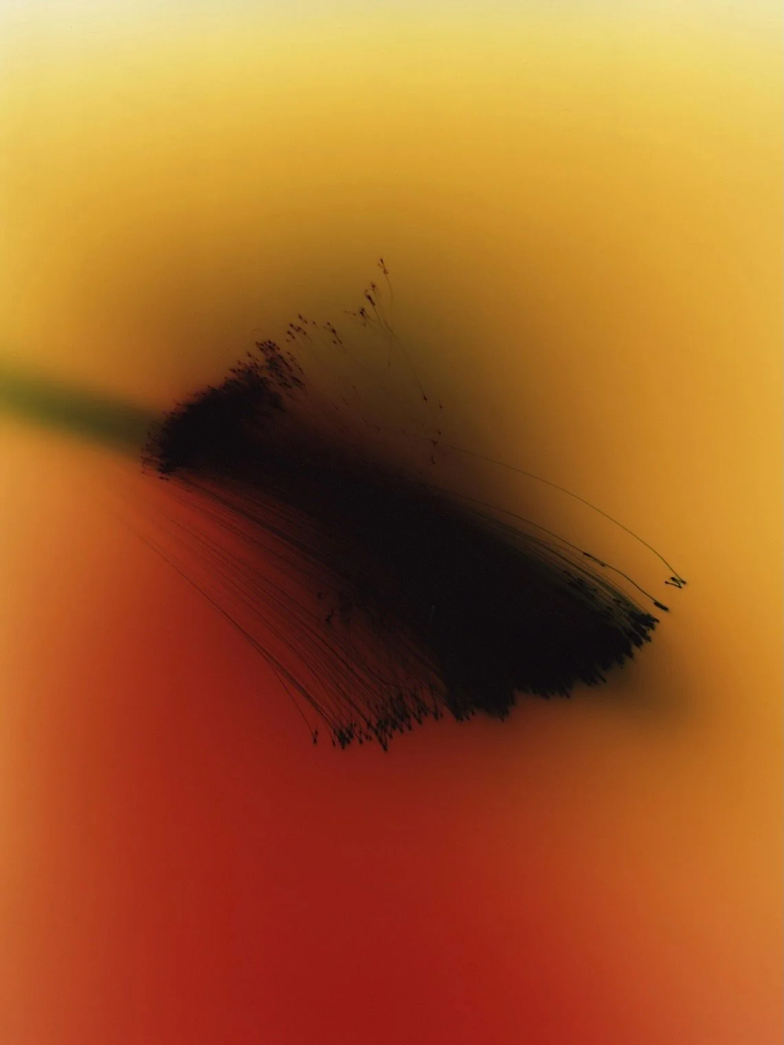 @lin_sotto_voce  Photosynthesis #4 redefines what a photograph can be.

Created as a photogram through light painting in the darkroom, the work exists somewhere between image and object, an imprint of organic life, preserved as color and shadow.

In 