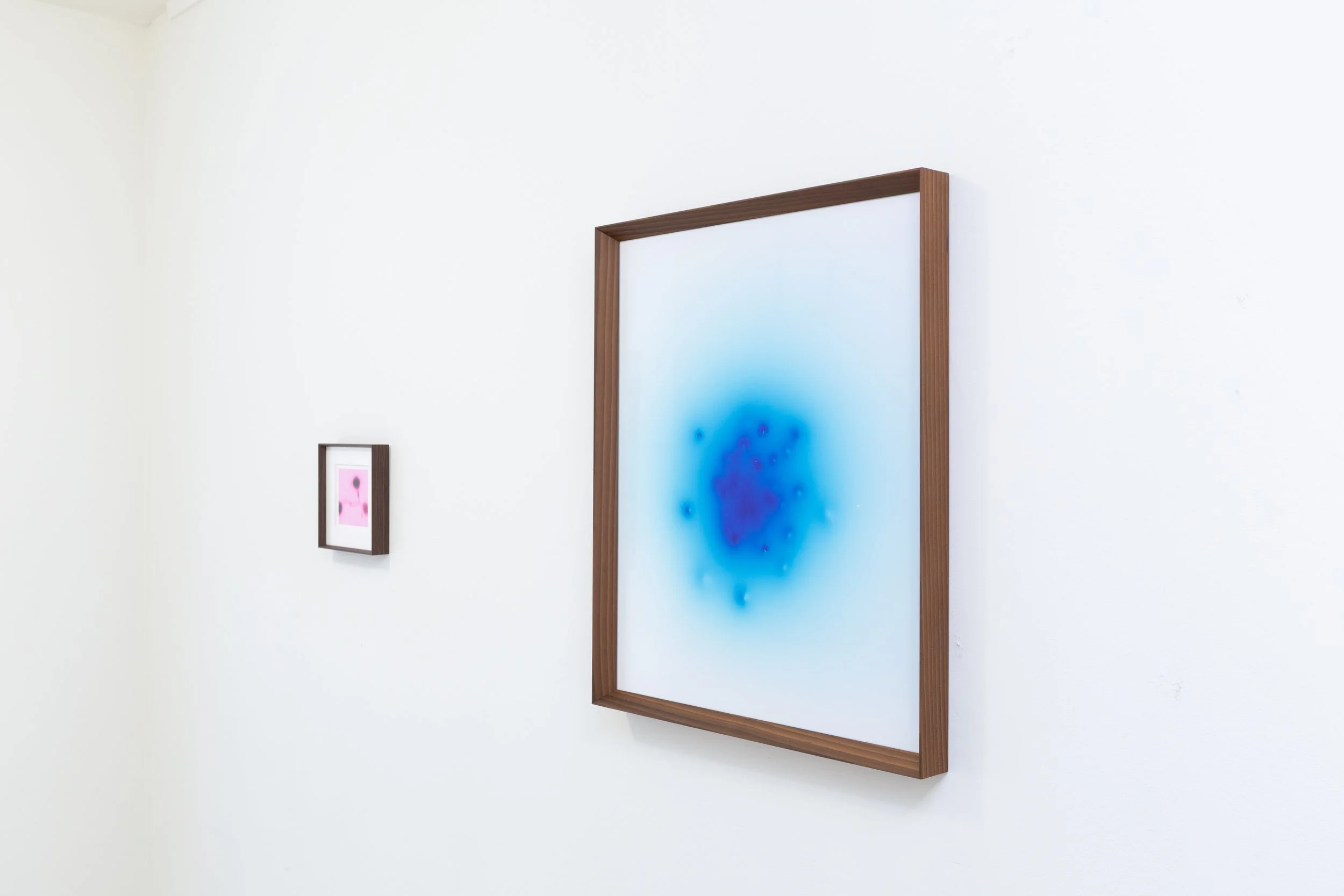 Amphiphile Chamomile_installation view 6.jpg