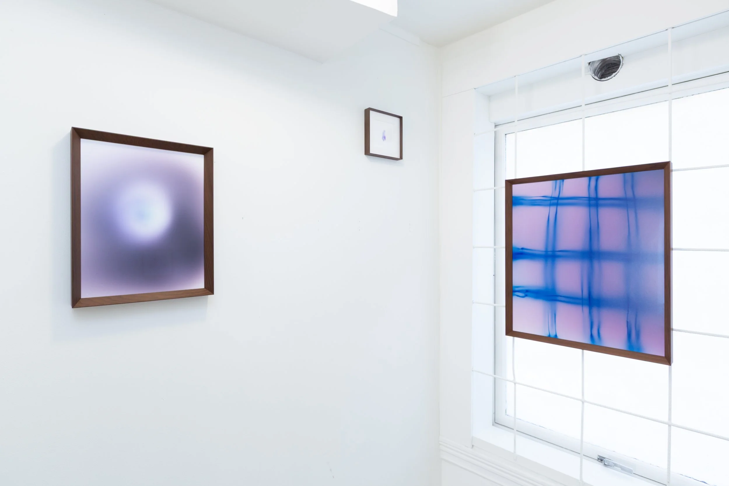 Amphiphile Chamomile_installation view 2.jpg