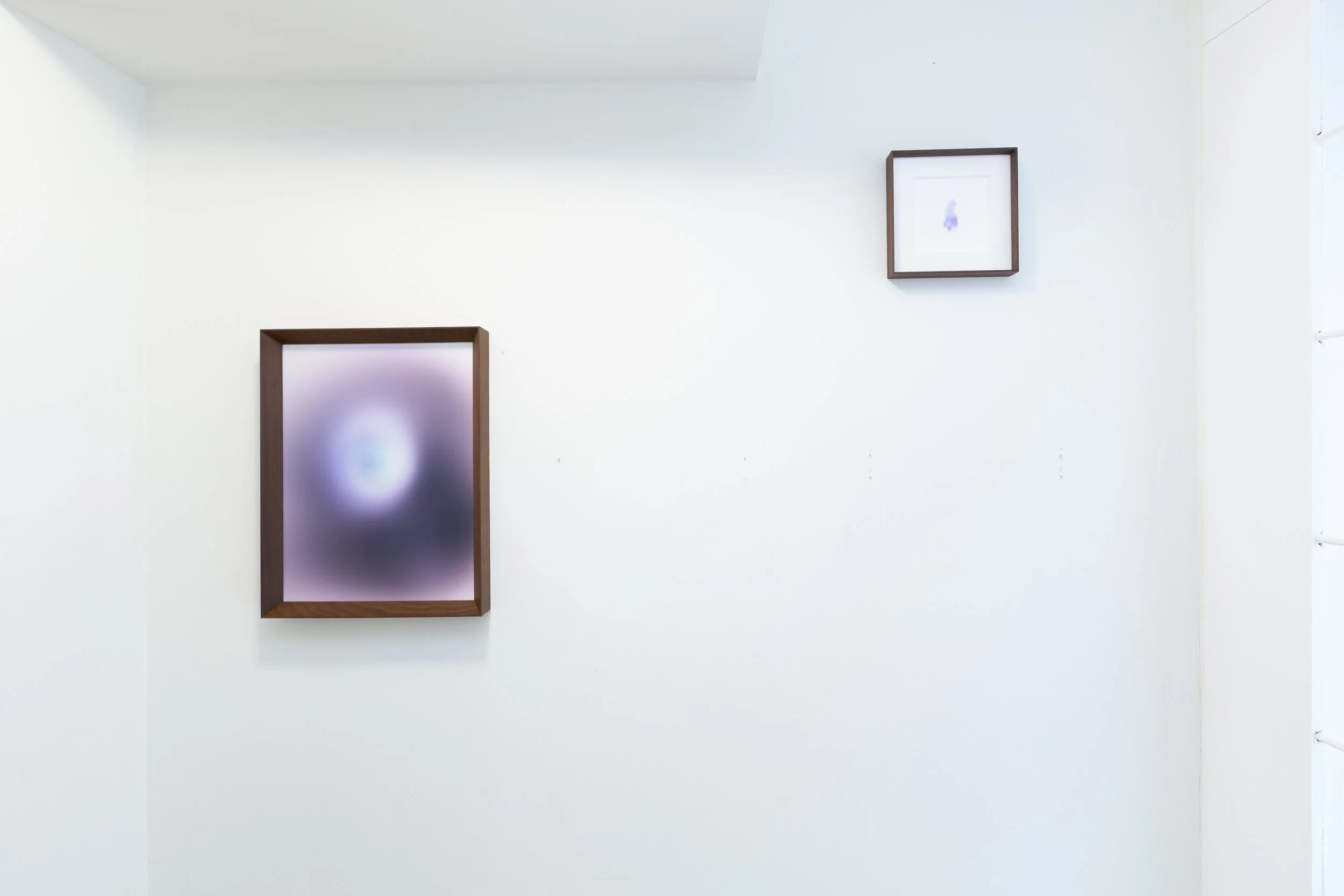 Amphiphile Chamomile_installation view 1.jpg