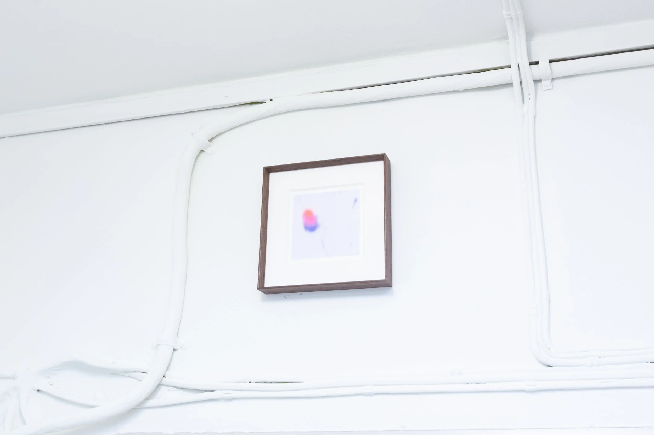 Amphiphile Chamomile_installation view 9.jpg