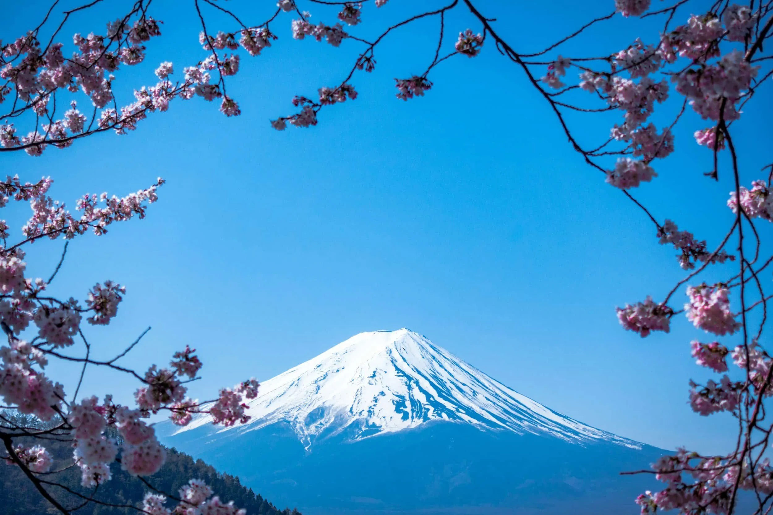 Mont Fuji enneigé vu à travers des branches de sakura, photo emblématique du Japon.
