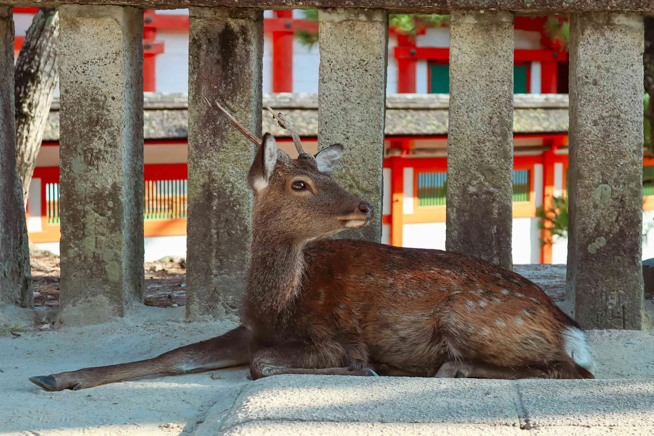 Cerf à Nara près d’un temple, expérience incontournable lors d’une visite au Japon.