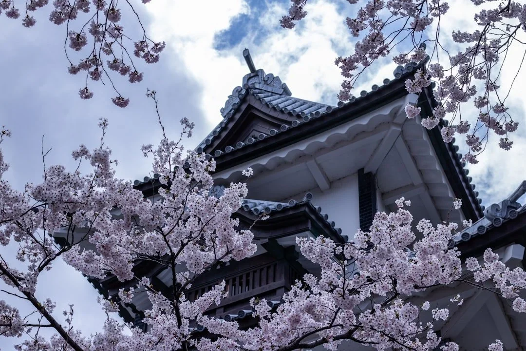 Temple japonais entouré de cerisiers en fleurs (sakura), printemps au Japon sous ciel nuageux.