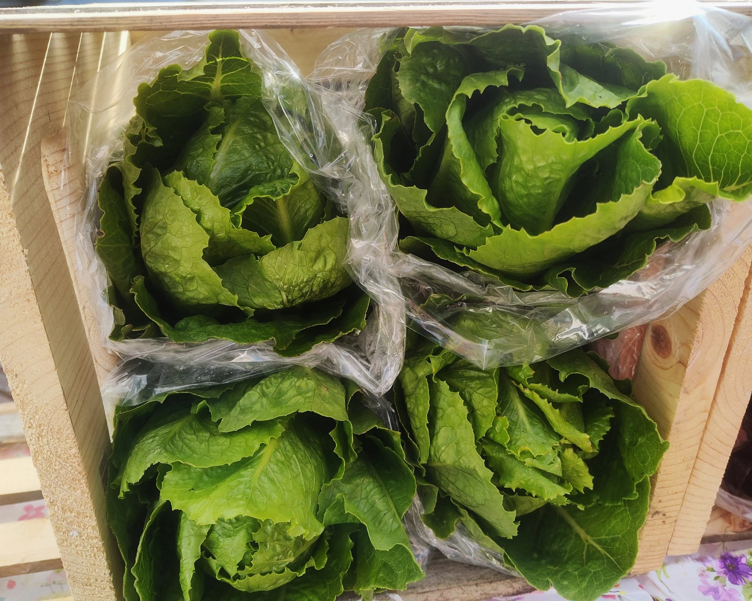 Green Romane