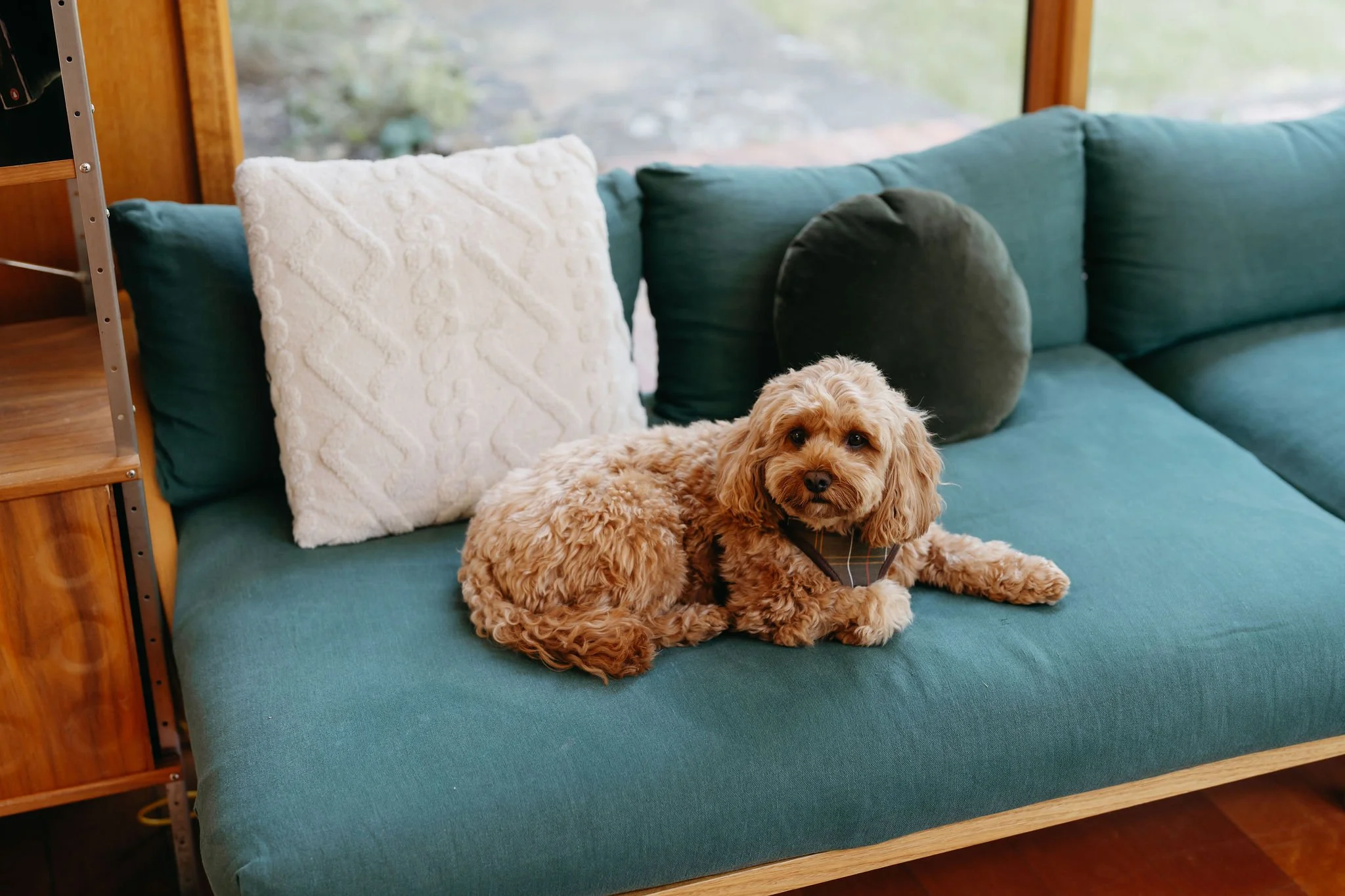 soph-meg-the-farm-yarra-valley-wedding-brides-puppy.jpg