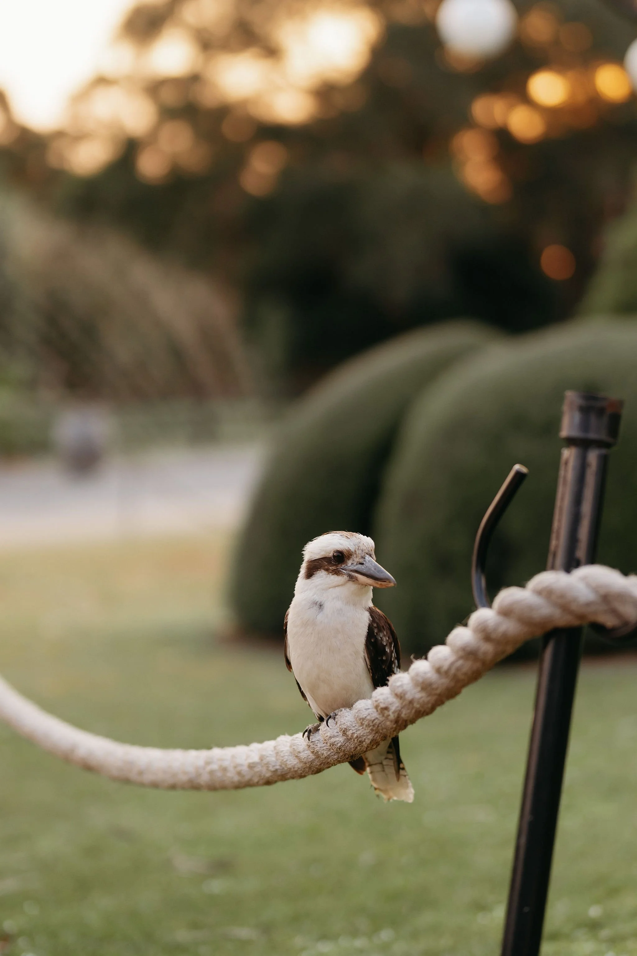 soph-meg-the-farm-yarra-valley-wedding-kookaburra.jpg
