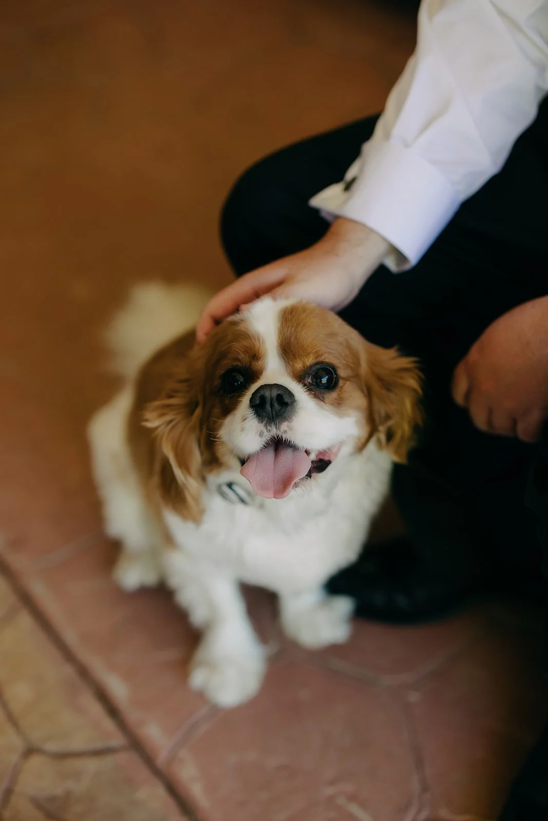 nathan-rachael-collingwood-childrens-farm-wedding-celebrant-wedding-puppy.jpg