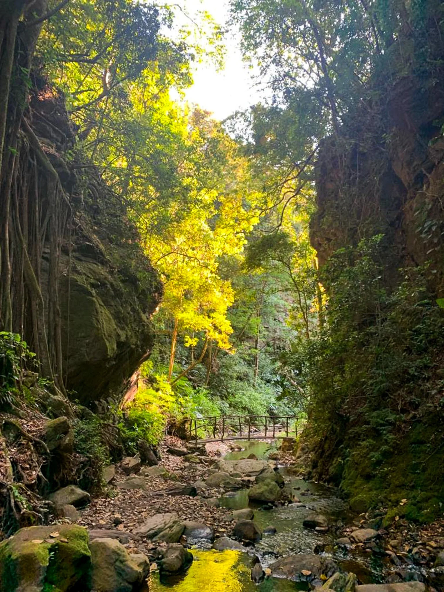 A narrow stream flowing through a lush, green forest with large rocks and a small wooden bridge in the background.