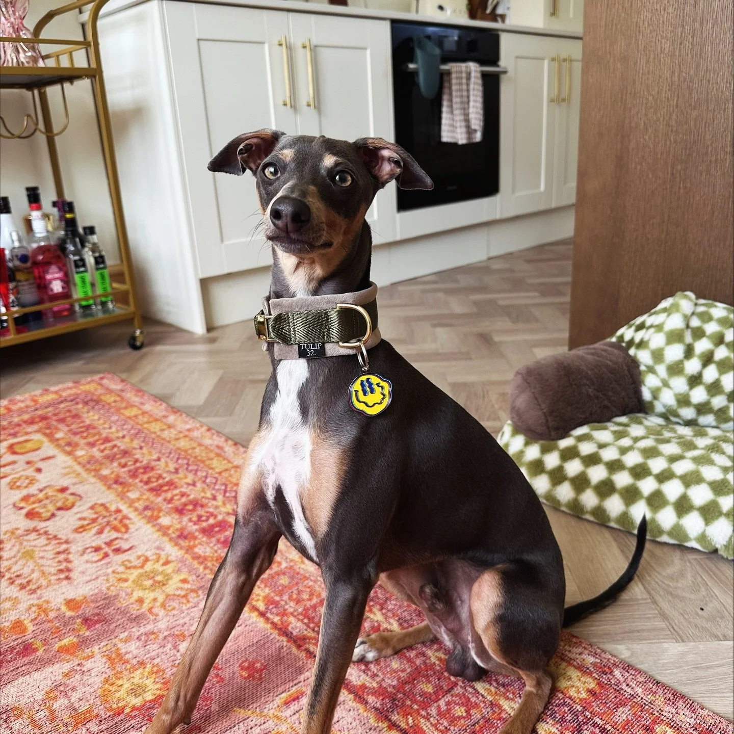 @our.iggy.winston .jpg